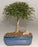 Willow Leaf Ficus Bonsai Tree -Complete Starter Kit