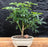 Hawaiian Umbrella Bonsai Tree - Small -(arboricola schefflera 'luseanne')