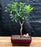 Flowering Jaboticaba Bonsai Tree - Small -(eugenia cauliflora)
