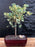 Variegated Ficus Triangularis Bonsai Tree-(Ficus Triangularis 'Variegata')