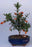 Flowering & Fruiting  Dwarf Pomegranate - Small-(Punica Granatum 'nana')