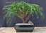 Western Red Cedar Bonsai Tree -(Thuja plicata 'Whipcord')