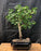 Ginkgo Bonsai Tree -(Ginkgo biloba ?Mariken?)