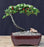 Flowering & Fruiting Evergreen Cotoneaster Bonsai Tree-(dammeri 'streibs findling')