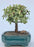 Baby Jade Bonsai Tree Variegated - Medium- (portulacaria afra variegata)