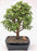 Baby Jade  Bonsai Tree - Large -(Portulacaria Afra)