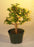 Pre Bonsai Baby Jade Bonsai Tree  - Medium-(Portulacaria Afra)
