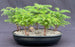 Norfolk Island Pine Bonsai Tree-Five Tree Forest Group-(araucaria heterophila)