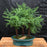 Norfolk Island Pine Bonsai Tree -Three (3) Tree Forest Group -(araucaria heterophila)