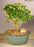 Chinese Elm Bonsai Tree - Aged -Straight Trunk Style  - Medium-(ulmus parvifolia)