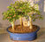 Chinese Elm Bonsai Tree - Aged -Three (3) Tree Forest Group -(ulmus parvifolia)