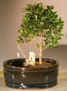 Flowering Brush Cherry Bonsai Tree -Land/Water Pot - Small -(eugenia myrtifolia)