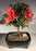 Flowering Tropical Duc De Rohan Azalea Bonsai Tree -(southern indica)