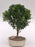 Dwarf Japanese Holly Bonsai Tree-(ilex crenata 'piccolo')
