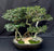 Chinese Elm Bonsai Tree -Curved trunk & Exposed Roots -Three (3) Tree Forest Group -(ulmus parvifolia)