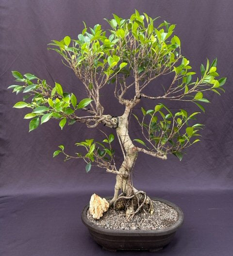 Ficus Retusa Bonsai Tree-Curved Trunk & Tired Branching-(ficus retusa)