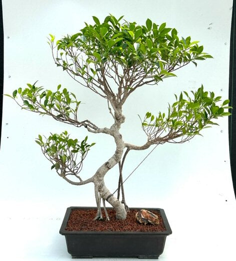 Ficus Retusa Bonsai Tree-Curved Trunk & Tiered Branching-(ficus retusa)