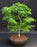 Flowering Brazilian Raintree Bonsai Tree -(pithecellobium tortum)