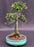 Chinese Elm Bonsai Tree-(ulmus parvifolia)