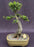 Chinese Elm Bonsai Tree-Tiered Branching Style-(ulmus parvifolia)