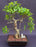 Ficus Retusa Bonsai Tree-Curved Trunk & Tired Branching-(ficus retusa)