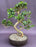 Flowering Fukien Tea Bonsai Tree-Curved Trunk & Tiered Branching-(ehretia microphylla)