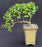 Baby Jade Bonsai Tree-Cascade Style-(Portulacaria Afra)