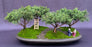 Shimpaku Juniper Bonsai Tree-Four (4) Tree Forest Group-(juniperus chinensis)