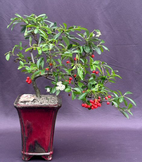 Flowering Pyracantha Bonsai Tree-Cascade Style-(pyracantha 'mohave')