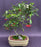 Flowering Pyracantha Bonsai Tree-Root Over Rock Style --(pyracantha 'mohave')