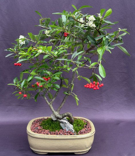Flowering Pyracantha Bonsai Tree-Root Over Rock Style --(pyracantha 'mohave')