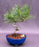 Japanese Black Pine Bonsai Tree-Coiled Trunk Style-(pinus thunbergii 'thunderhead')