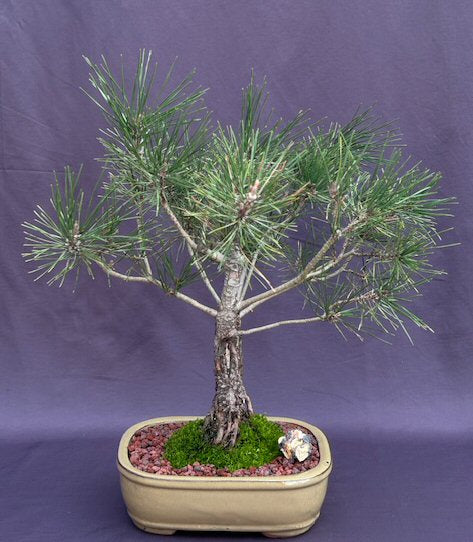 Japanese Red Pine Bonsai Tree-(pinus densiflora)