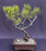 Seed Grown Pitch Pine Bonsai Tree-Semi-Upright-(Pinus rigida)