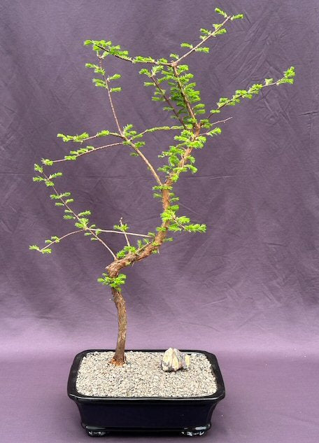 Trained Redwood Bonsai Tree-(metasequoia glyptostroboides)