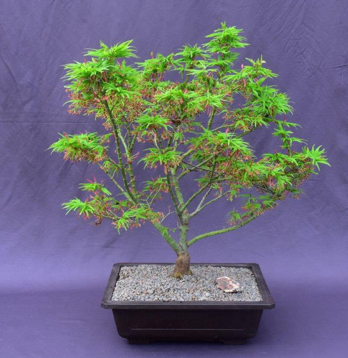 Japanese Green Maple Bonsai Tree -(acer palmatum 'Mikawa Yatsubusa')