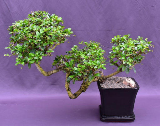 Flowering Fukien Tea Bonsai Tree-Semi Cascade Style-(ehretia microphylla)