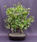 Trained Flowering White Jasmine Bonsai Tree-(trachelospermum jasminoides)