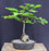 European Beech Bonsai Tree-Root Over Rock-(fagus sylvatica)