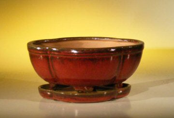 Parisian Red Ceramic Bonsai Pot - Oval -Professional Series with Attached Humidity/Drip tray -8.5 x 6.5 x 3.5