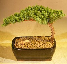Juniper Bonsai Tree -Complete Starter Kit