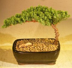 Juniper Bonsai Tree-Small - (Juniper Procumbens "nana")