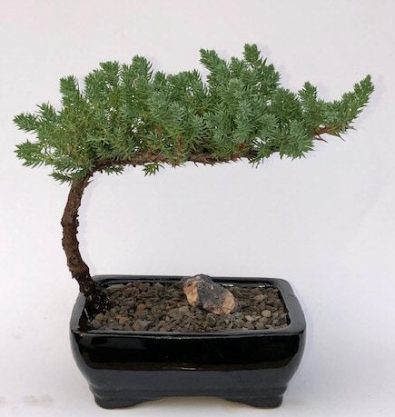 Juniper Bonsai Tree-Small -(Juniper Procumbens nana)