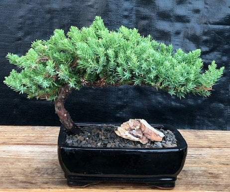 Juniper Bonsai Tree - Medium -(Juniper Procumbens nana)