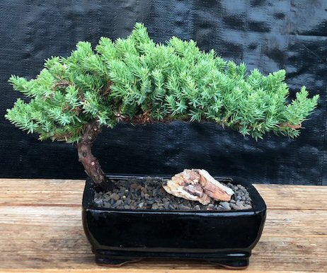 bonsai tree japanese juniper Juniper Bonsai Tree