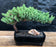 Juniper Bonsai Tree - Medium -(Juniper Procumbens nana)