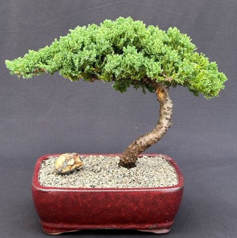 juniper nana bonsai tree FREE SHIPPING ON THIS TREE Juniper Bonsai Tree