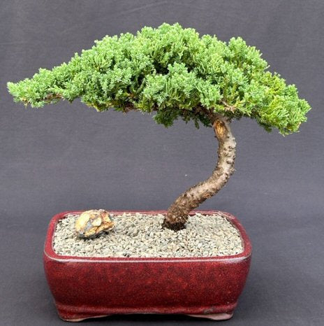 FREE SHIPPING ON THIS TREE -Juniper Bonsai Tree - Large -(Juniper Procumbens nana)