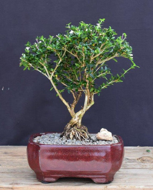 Snow Rose Serissa Bonsai Tree - Medium-(Serissa Foetida)