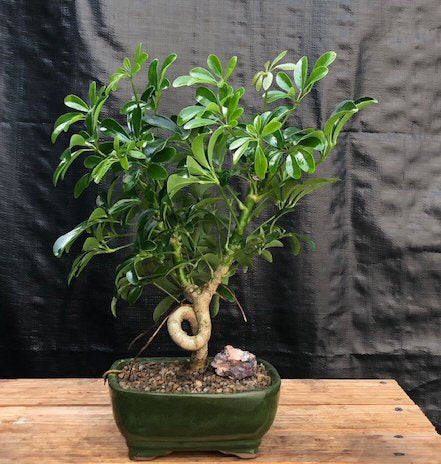 Hawaiian Umbrella Bonsai Tree - Medium -Coiled Trunk Style -(Arboricola Schefflera 'Luseanne')